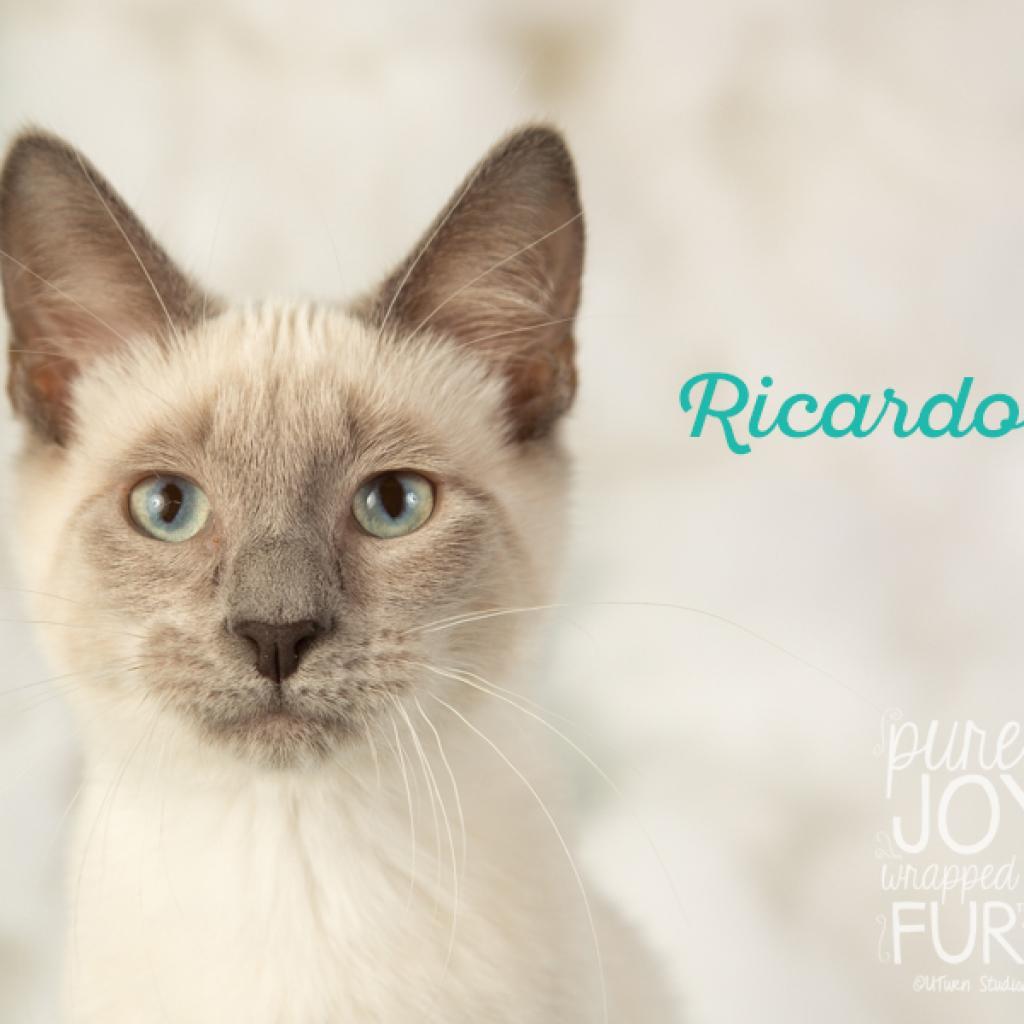 Ricardo, a Adoptable Siamese in Springfield, MO image 3/5