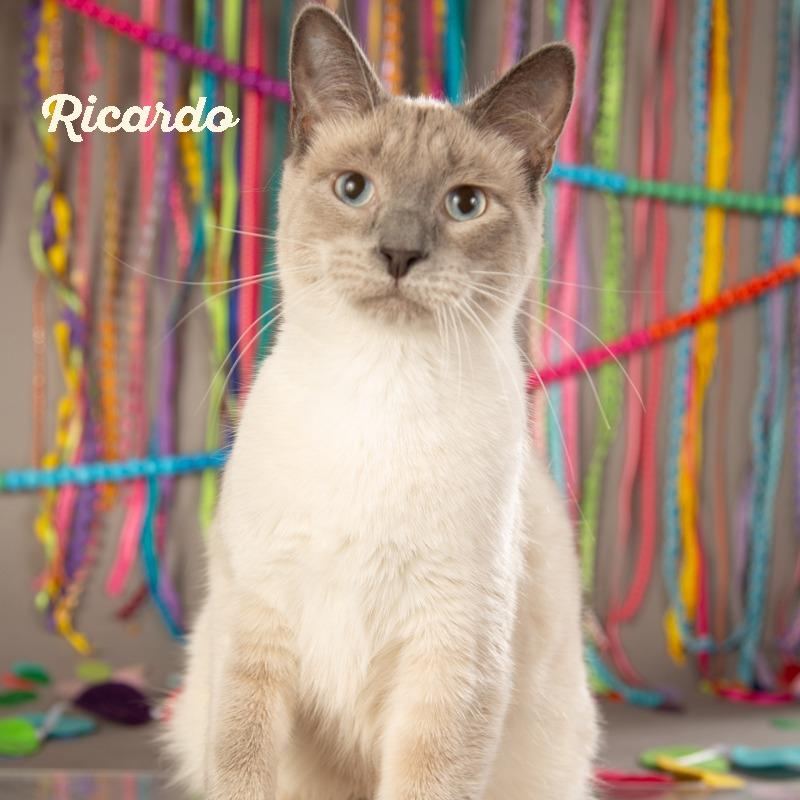 Ricardo, a Adoptable Siamese in Springfield, MO image 5/5