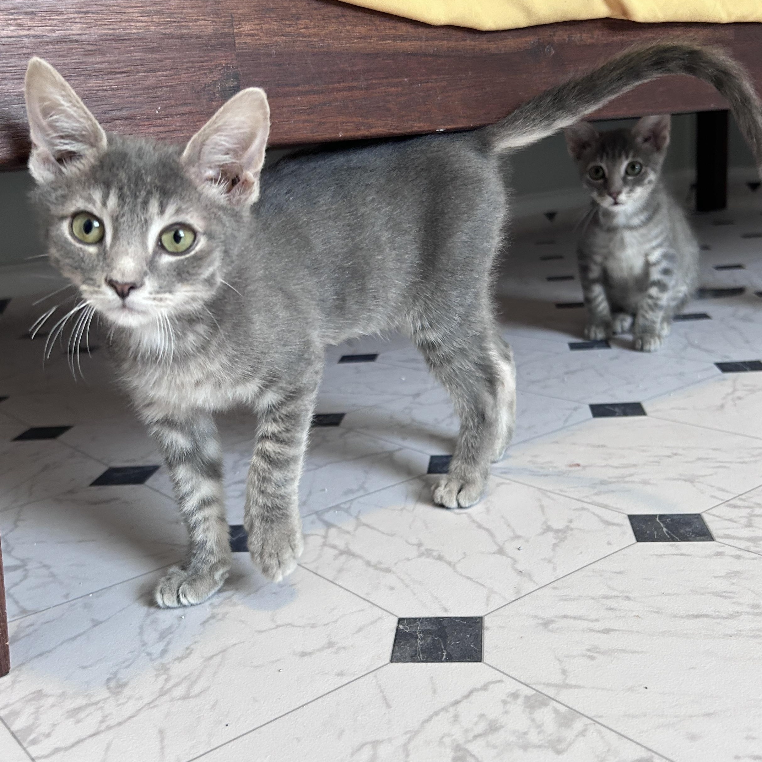 Enlarge Sea Foam , an adopted Domestic Short Hair in Lancaster, PA image 4/5