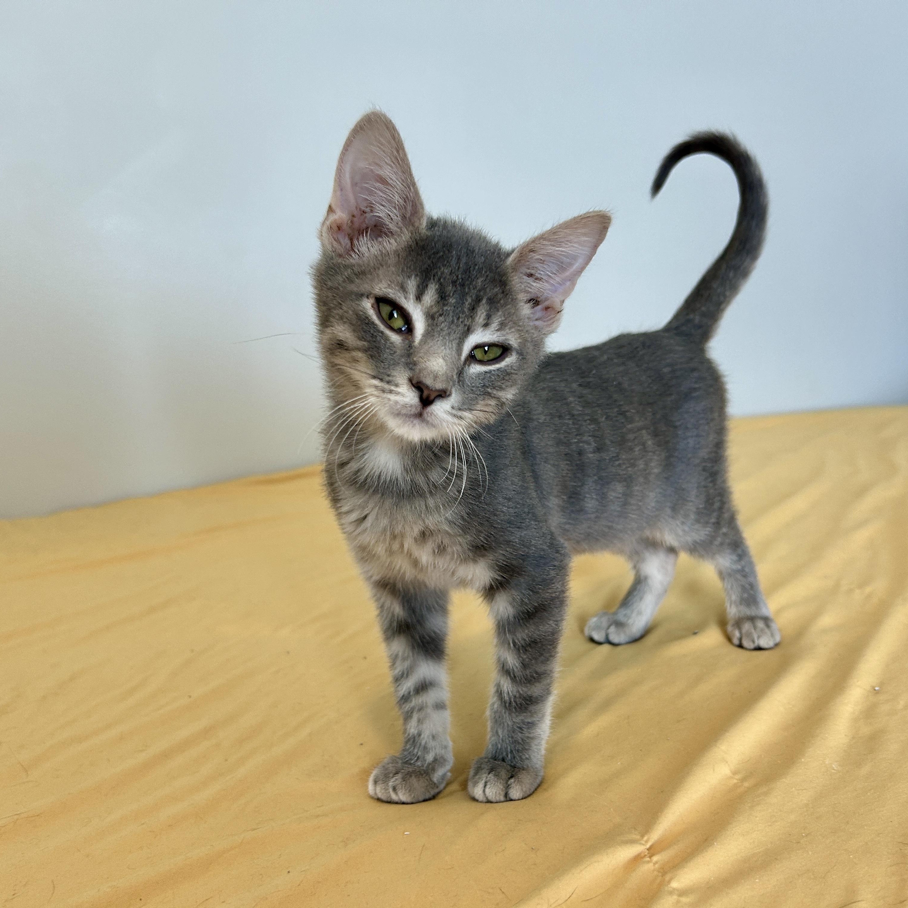 Enlarge Sea Foam , an adopted Domestic Short Hair in Lancaster, PA image 1/5