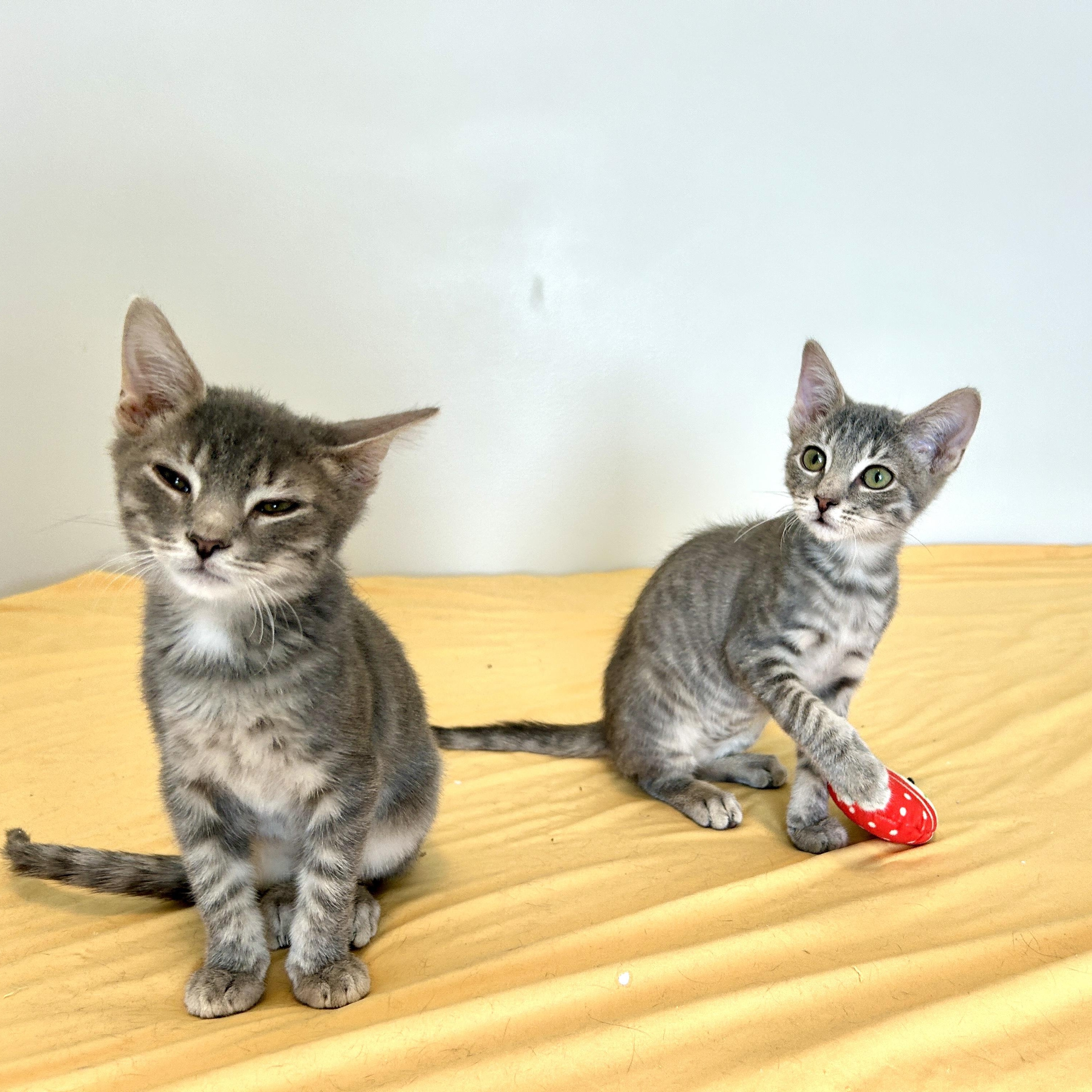 Enlarge Sea Foam , an adopted Domestic Short Hair in Lancaster, PA image 3/5