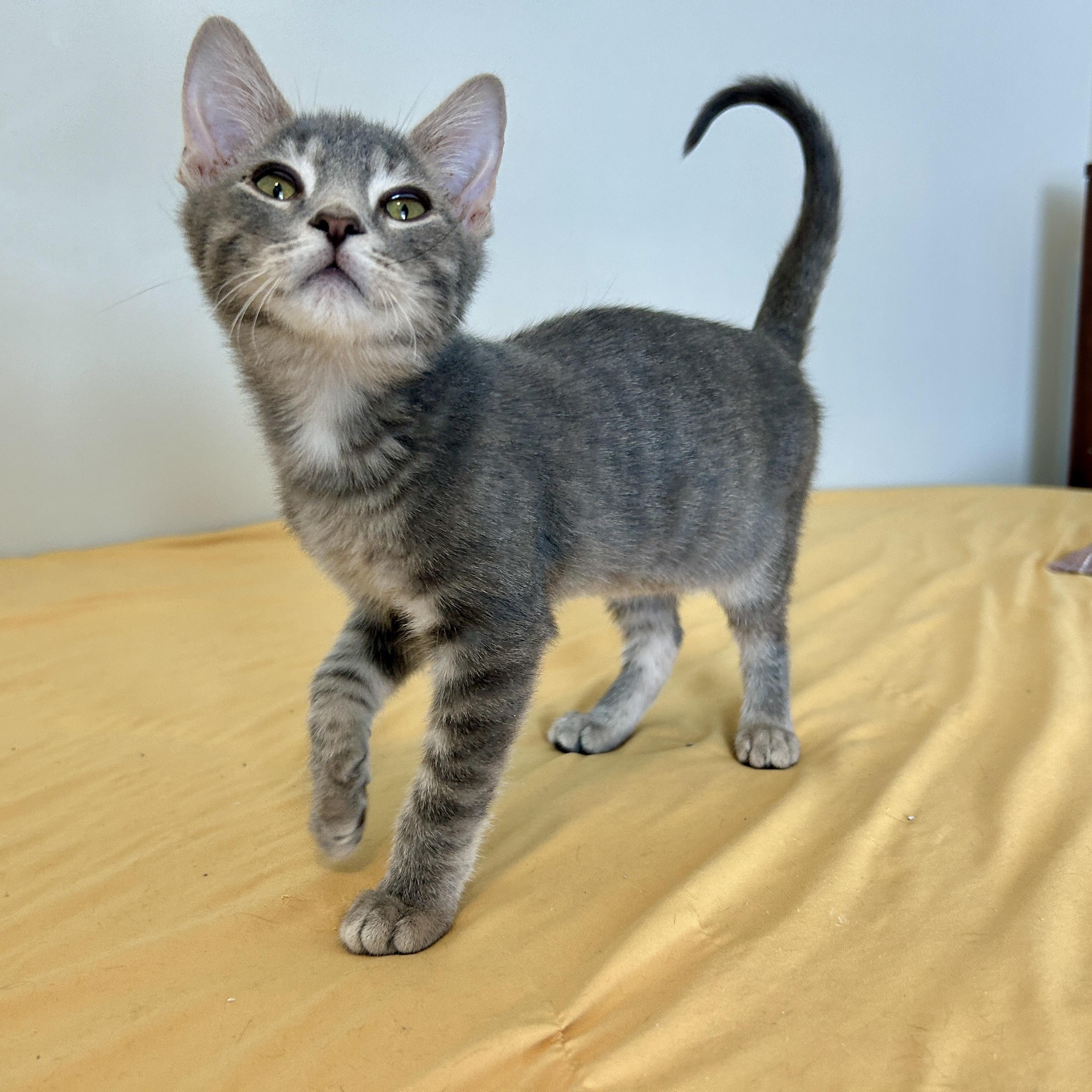 Enlarge Sea Foam , an adopted Domestic Short Hair in Lancaster, PA image 2/5