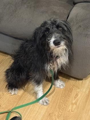 Enlarge Gus, a Adoptable mixed breed in Everett, WA image 1/1