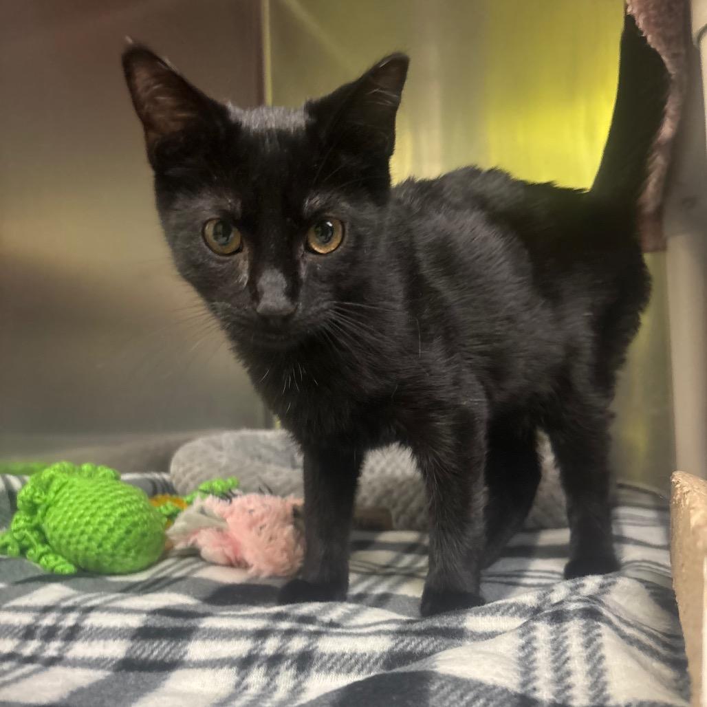 Splish (Bonded to Splash), a Adoptable Domestic Short Hair in Canastota, NY image 1/4