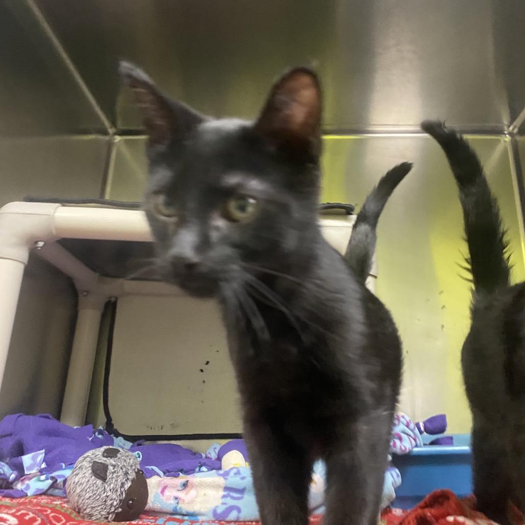 Splish (Bonded to Splash), a Adoptable Domestic Short Hair in Canastota, NY image 3/4