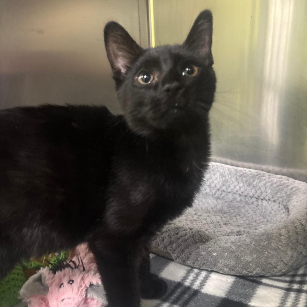 Splish (Bonded to Splash), a Adoptable Domestic Short Hair in Canastota, NY image 4/4