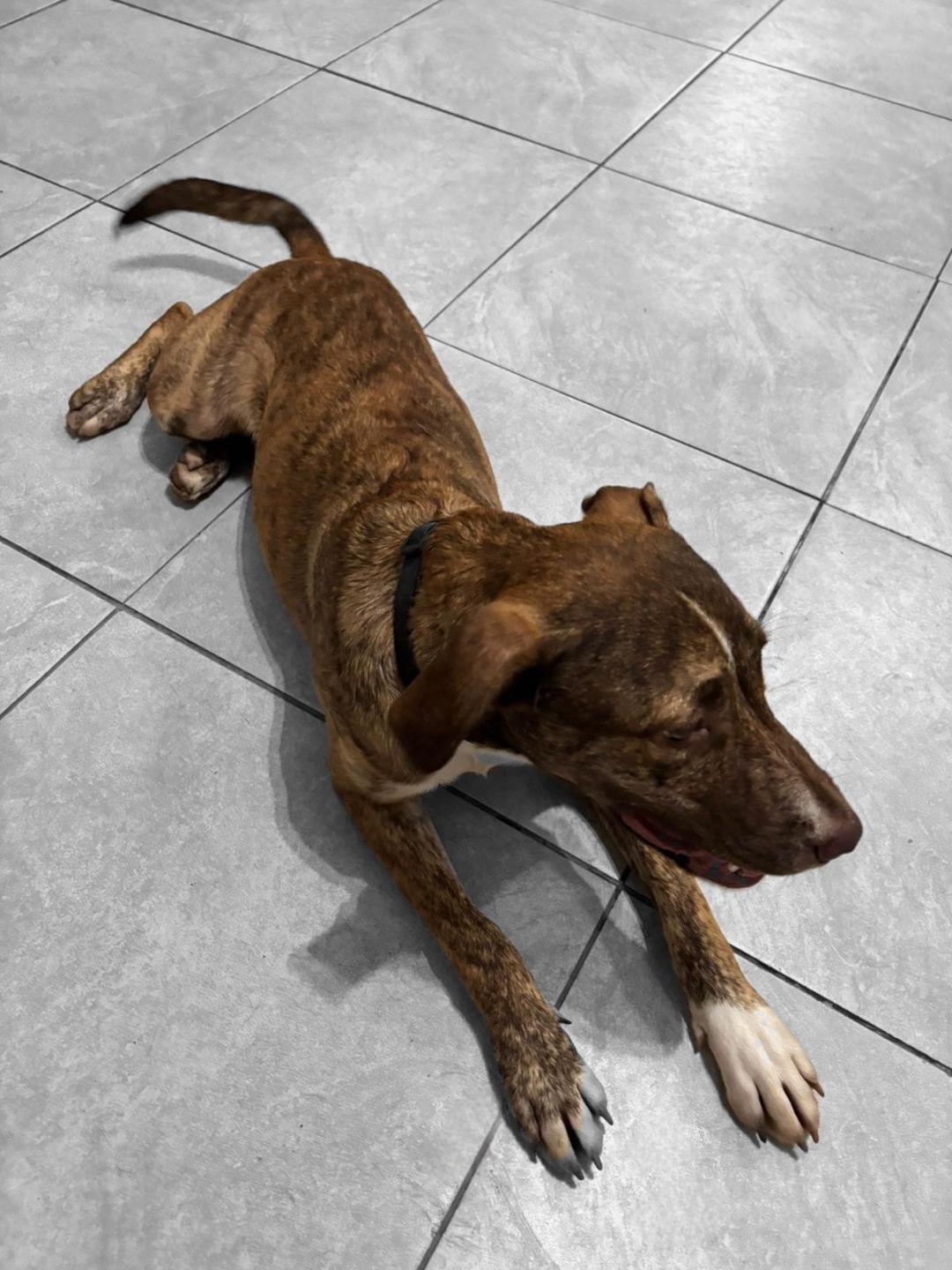 Enlarge Uno, a Adoptable mixed breed in Albion, NY image 5/5