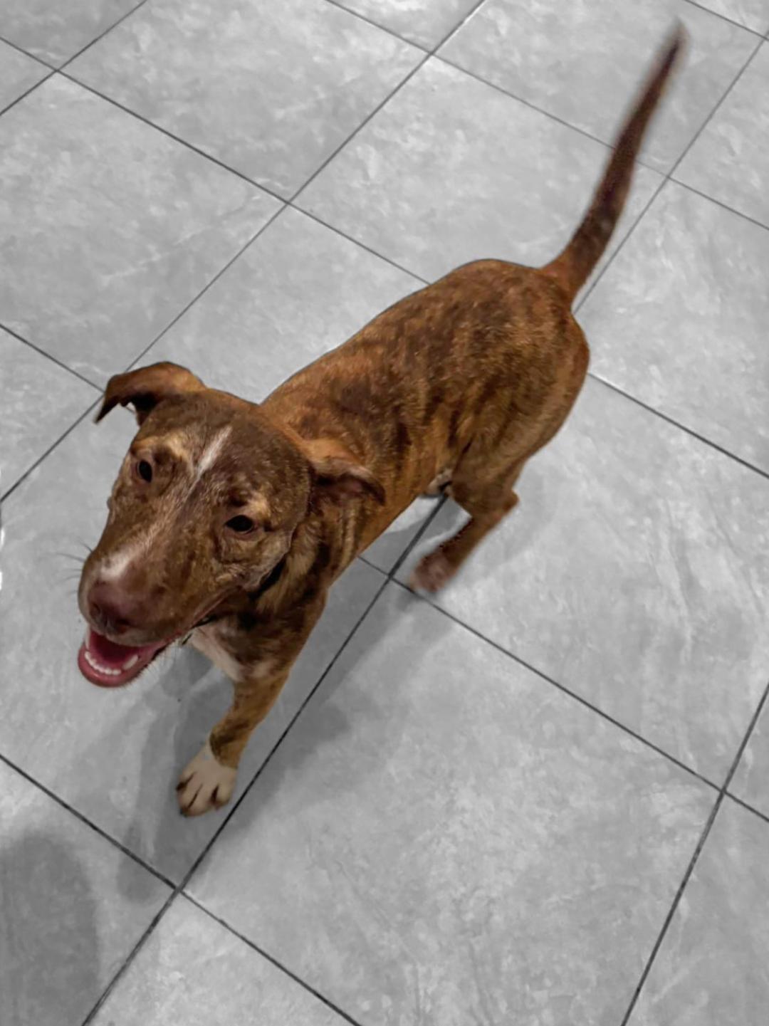 Uno, Adoptable, Young Male Labrador Retriever & Pit Bull Terrier.