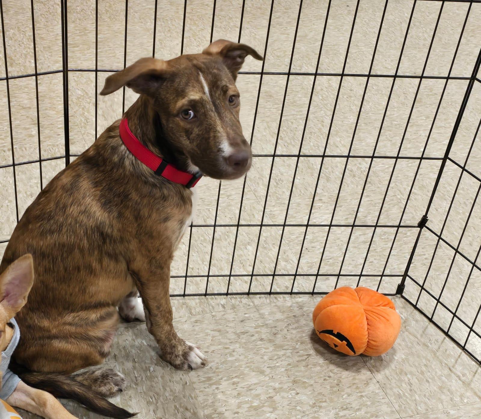 Enlarge Uno, a Adoptable mixed breed in Albion, NY image 3/5