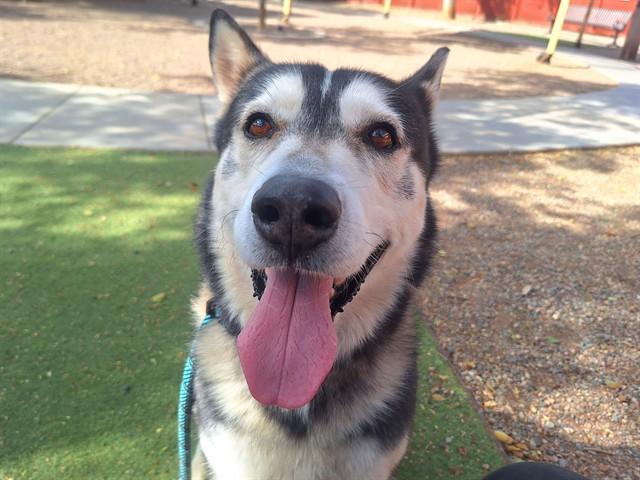 PRESCOTT, Adoptable, Adult Male Siberian Husky & Mixed Breed.