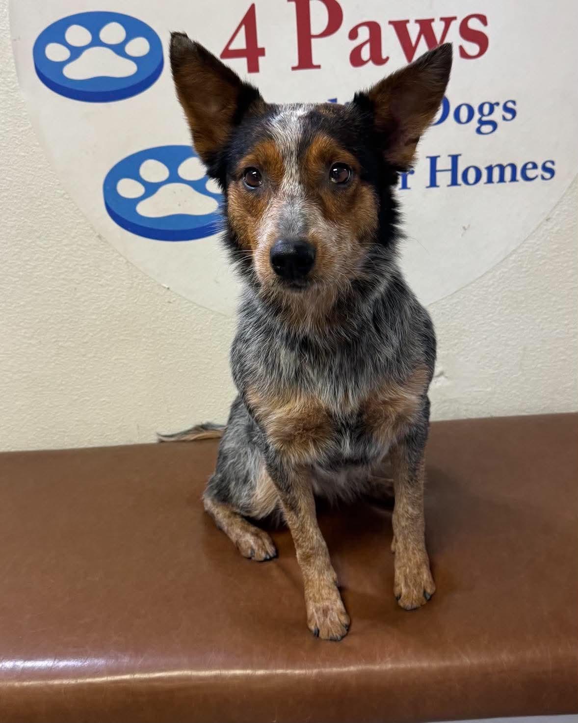 Enlarge Bindi, an adopted Australian Cattle Dog / Blue Heeler in Las Vegas, NV image 1/2