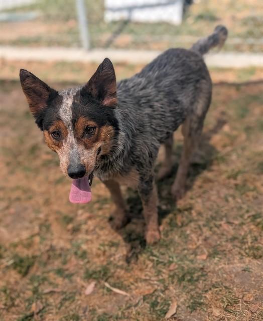 Enlarge Bindi, an adopted Australian Cattle Dog / Blue Heeler in Las Vegas, NV image 2/2