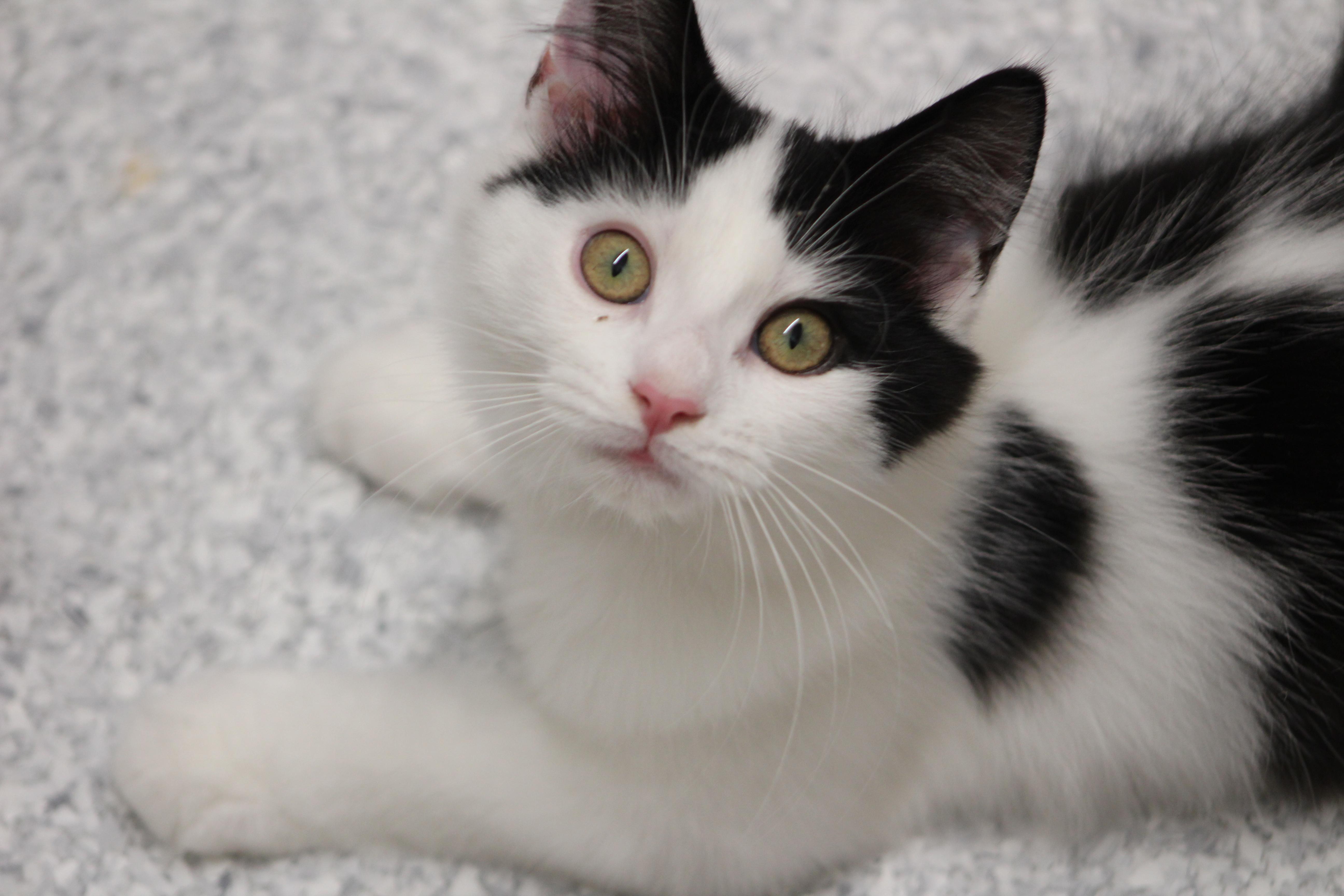 Tobi, adopted, Kitten Male Domestic Medium Hair.