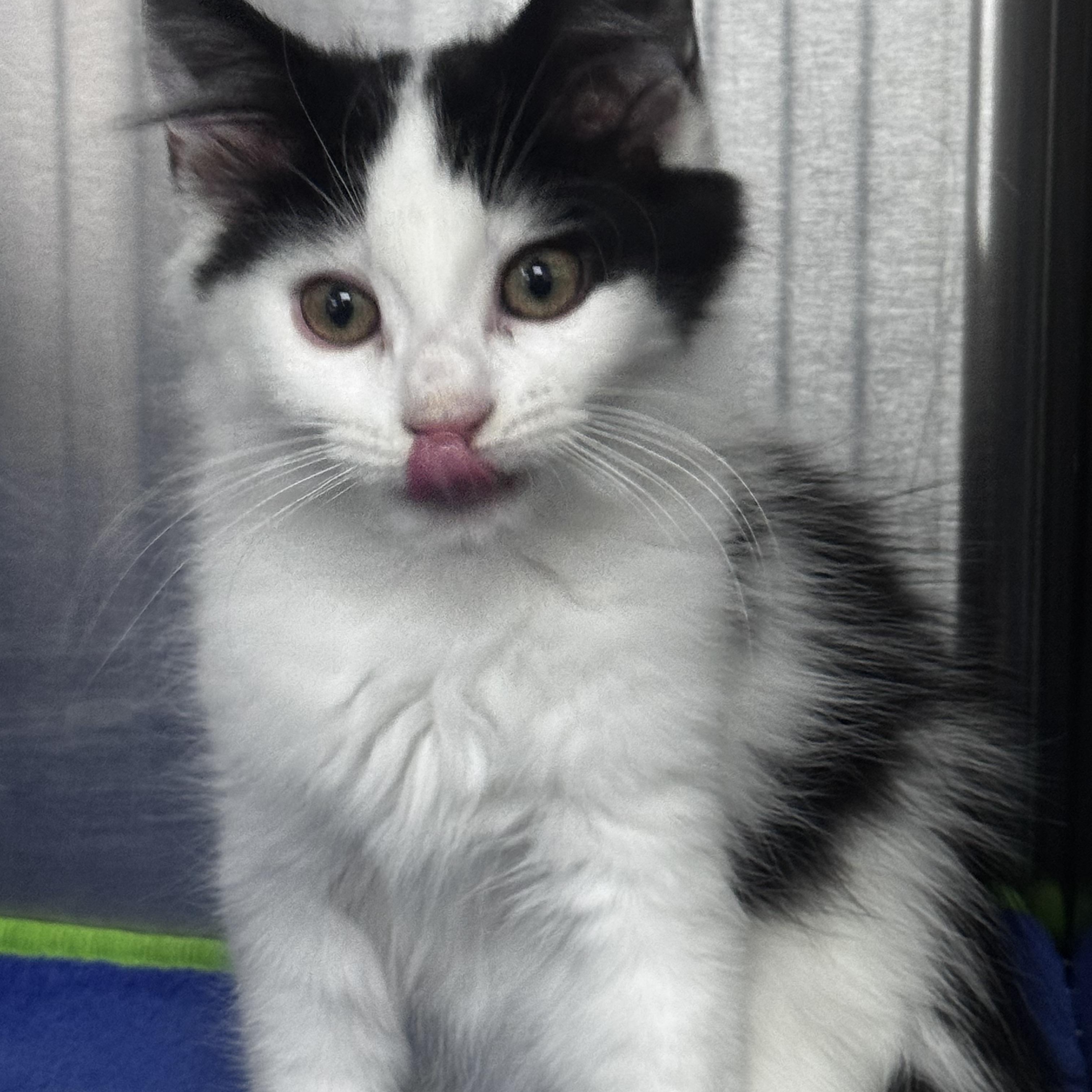 Enlarge Tobi, a ADOPTABLE Domestic Medium Hair in Pottsville, PA image 2/2