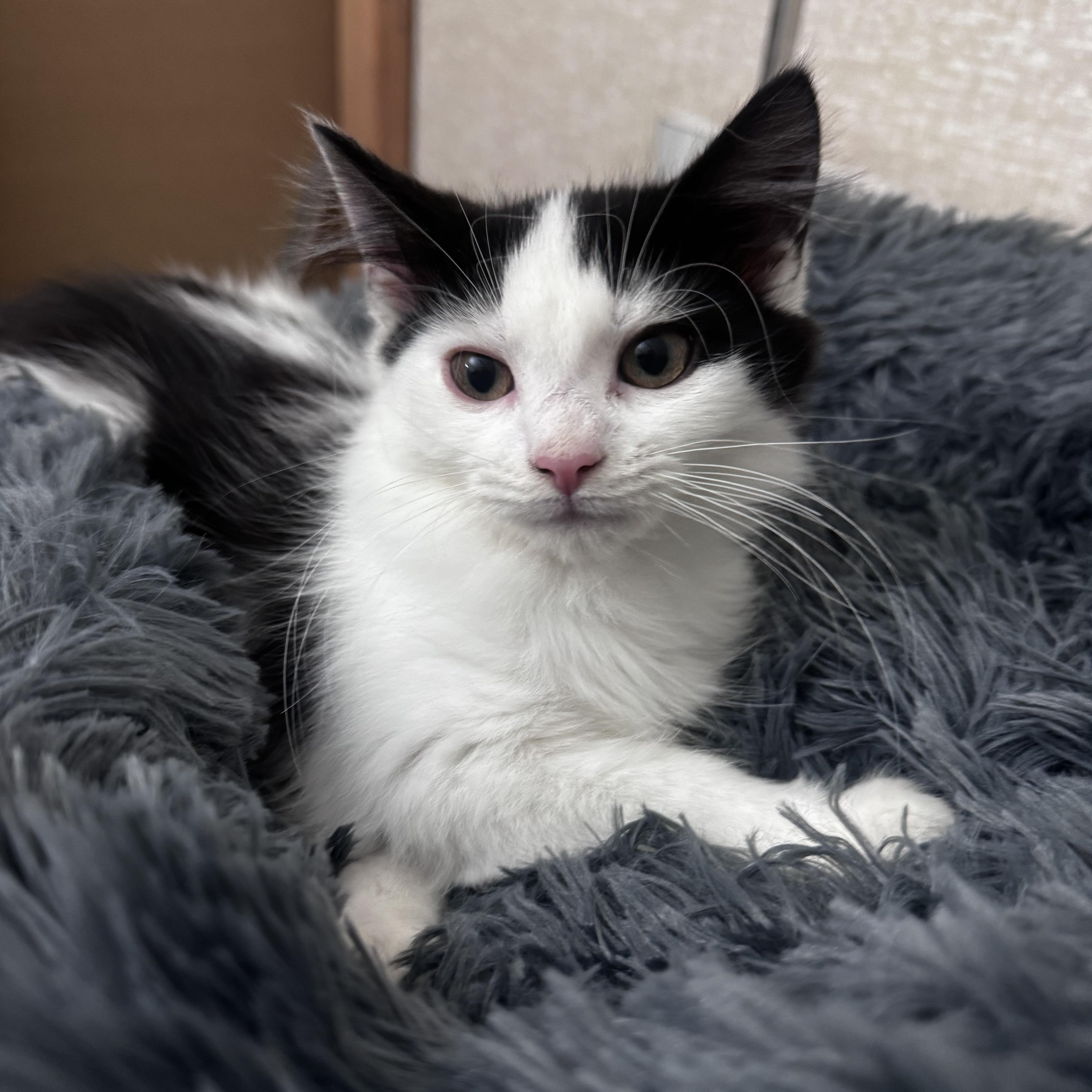 Tobi, ADOPTABLE, Kitten Male Domestic Medium Hair.