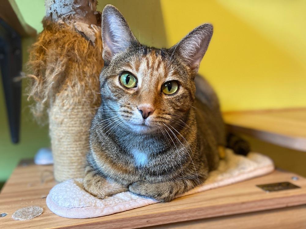 Valerie AKA Bella — thumbnail 4