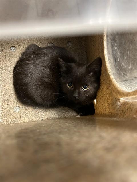 Enlarge HEAT BLAST, a Adoptable Domestic Short Hair in Lincolnton, NC image 1/1