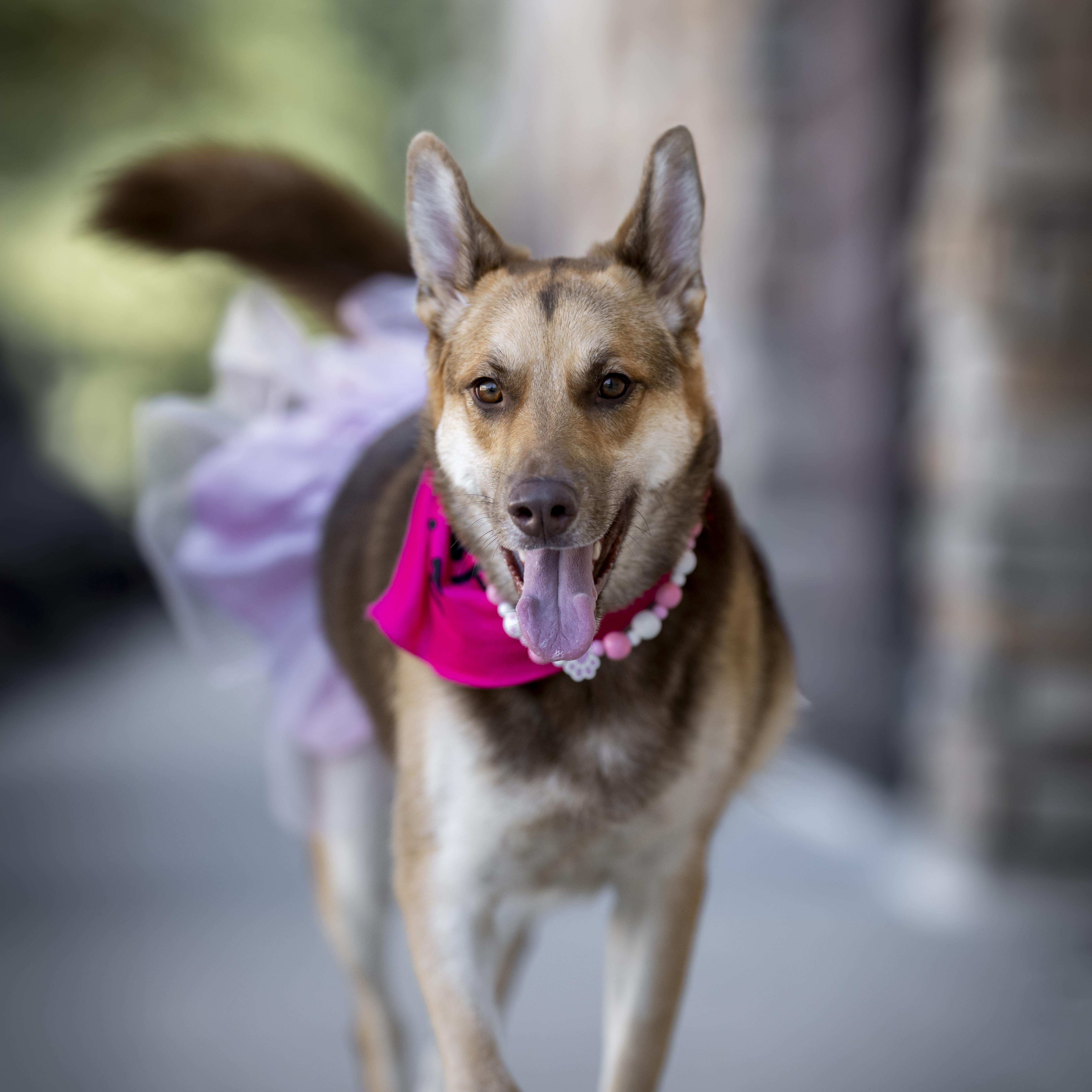 Enlarge Cami, a Adoptable mixed breed in Nashville, TN image 2/5