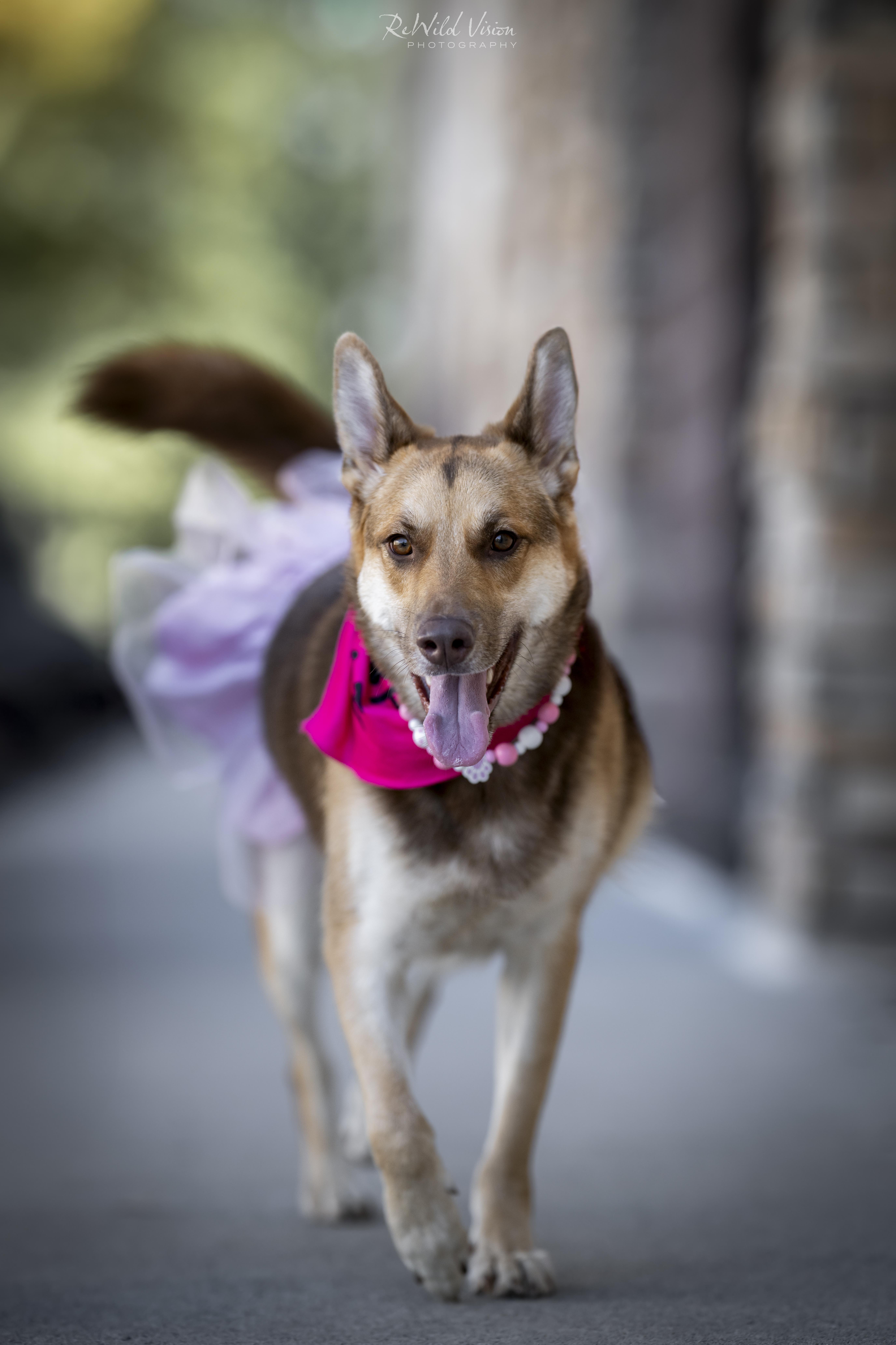 Cami, a Adoptable mixed breed in Roswell, GA image 1/6