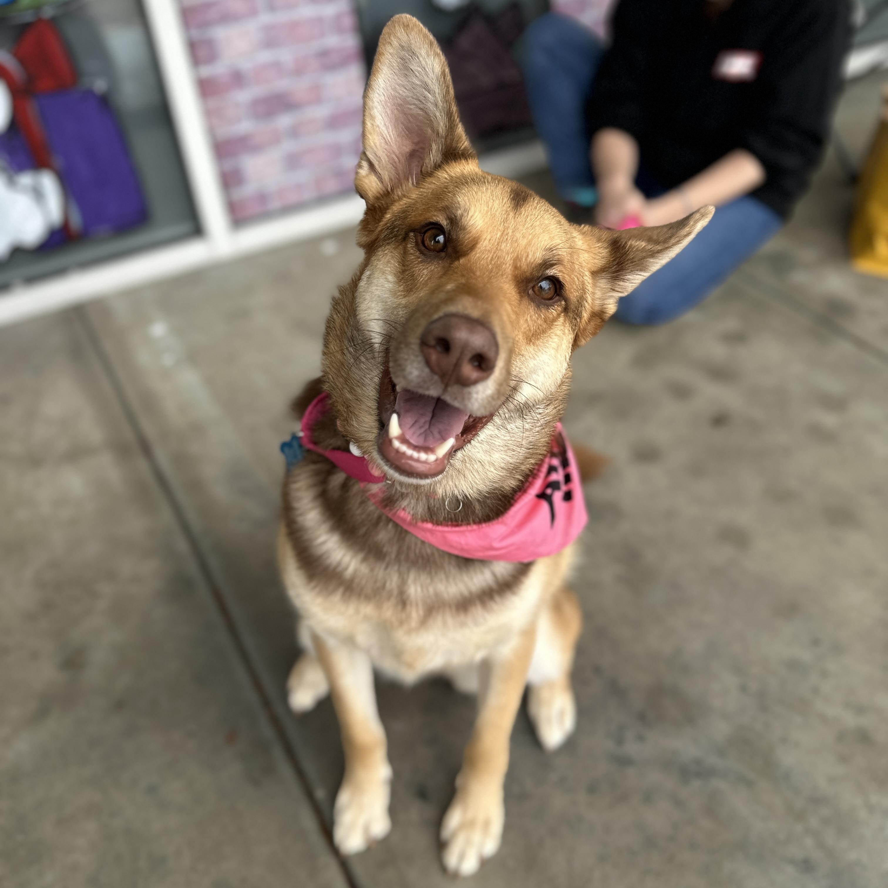 Enlarge Cami, a Adoptable mixed breed in Nashville, TN image 1/5