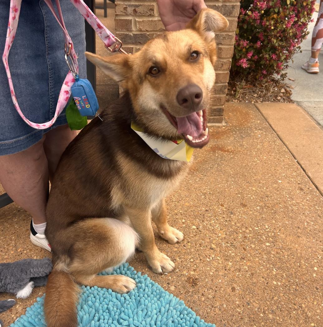 Cami, a Adoptable mixed breed in Roswell, GA image 5/6