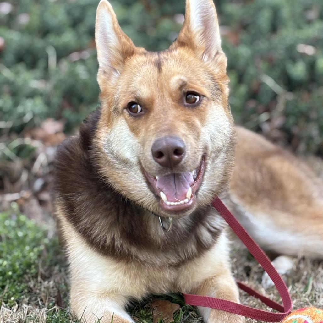 Cami, a Adoptable mixed breed in Roswell, GA image 6/6