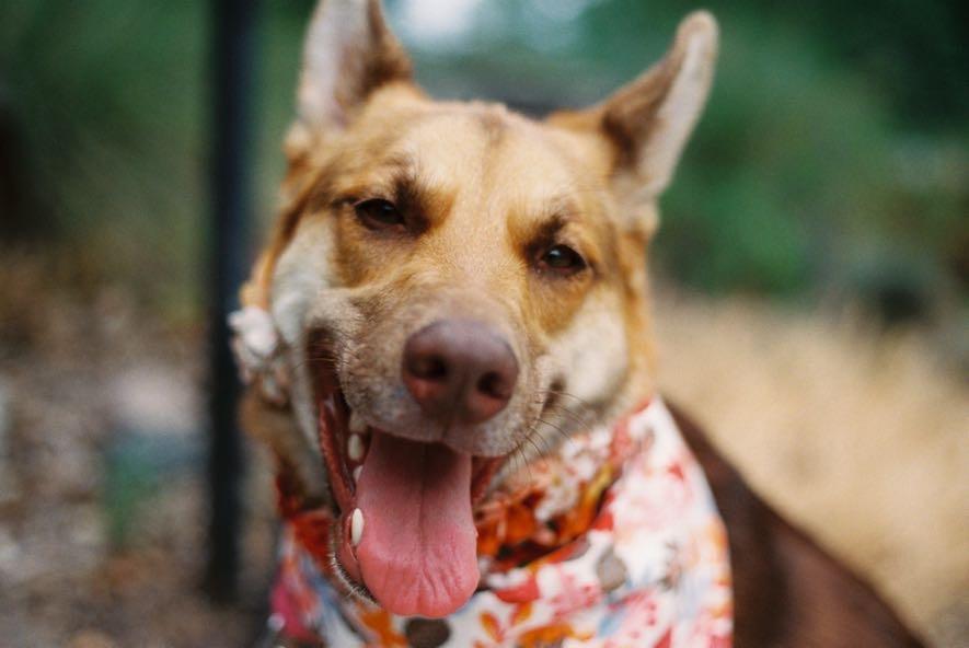 Cami, a Adoptable mixed breed in Roswell, GA image 4/6