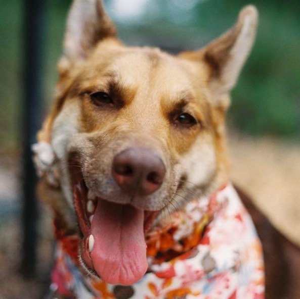 Enlarge Cami, a Adoptable mixed breed in Nashville, TN image 4/5