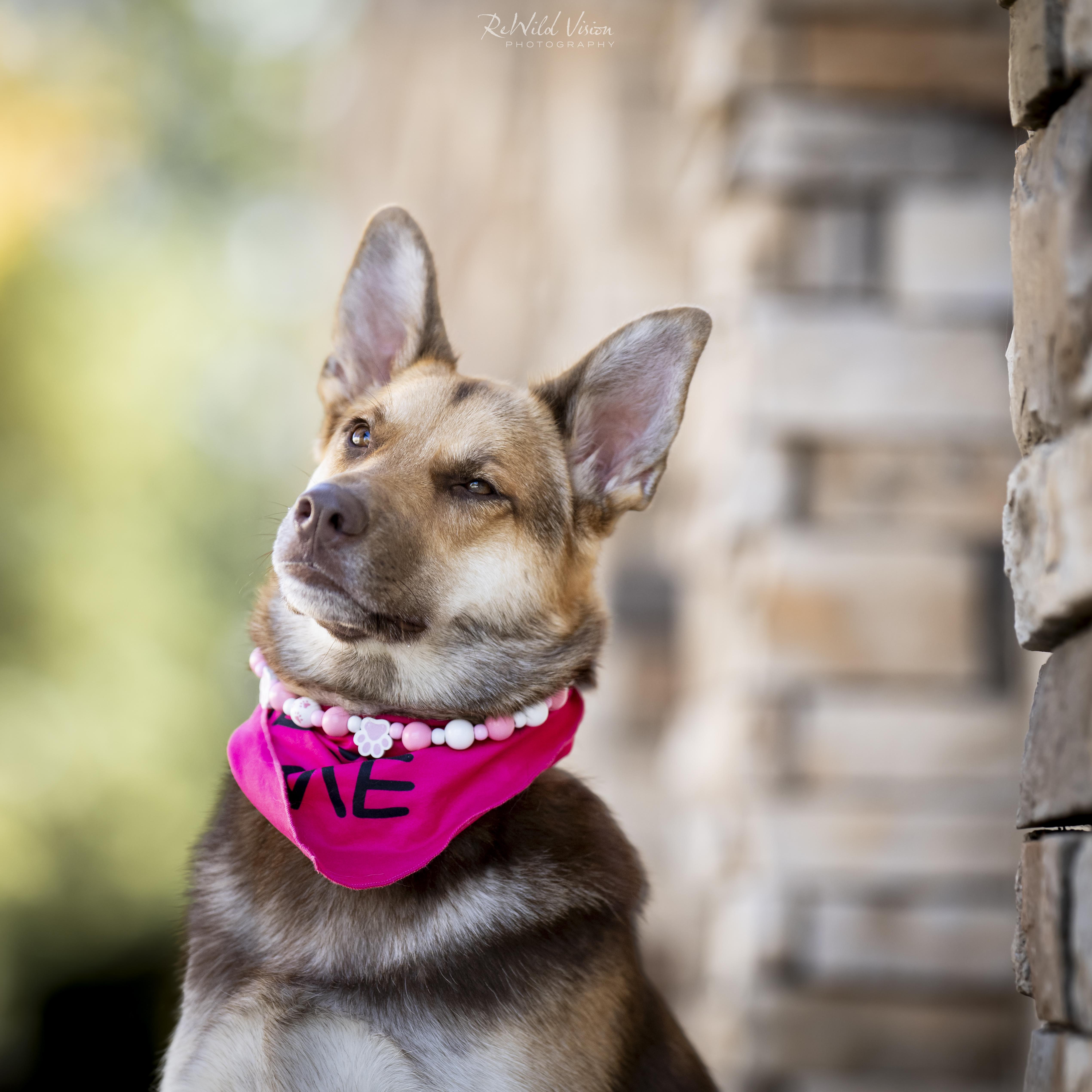 Cami, a Adoptable mixed breed in Roswell, GA image 3/6