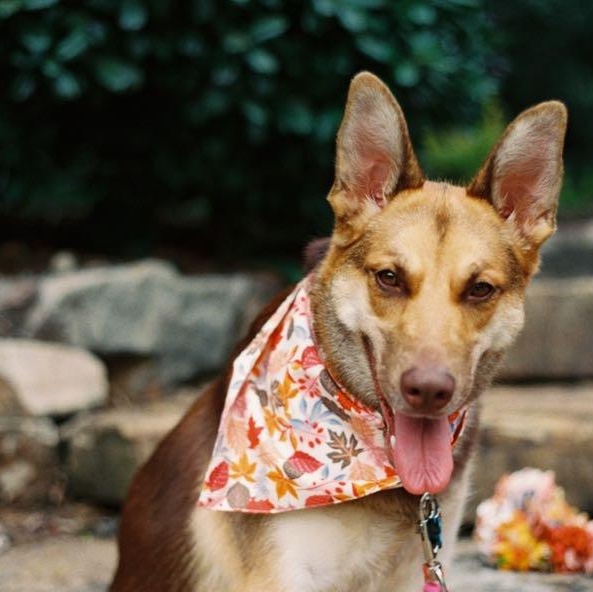 Enlarge Cami, a Adoptable mixed breed in Nashville, TN image 3/5