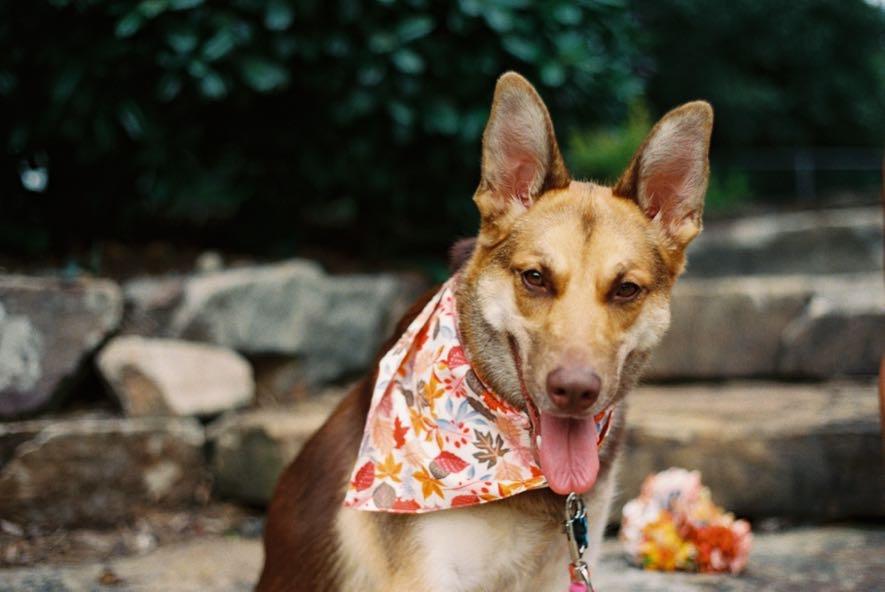 Cami, a Adoptable mixed breed in Roswell, GA image 2/6