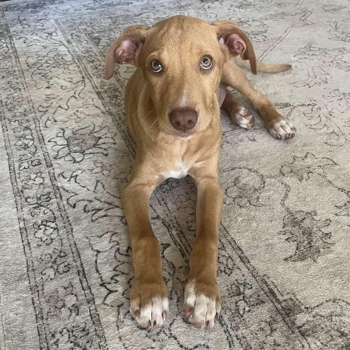 Enlarge Buckley, a Adoptable mixed breed in Pelham, NH image 2/6