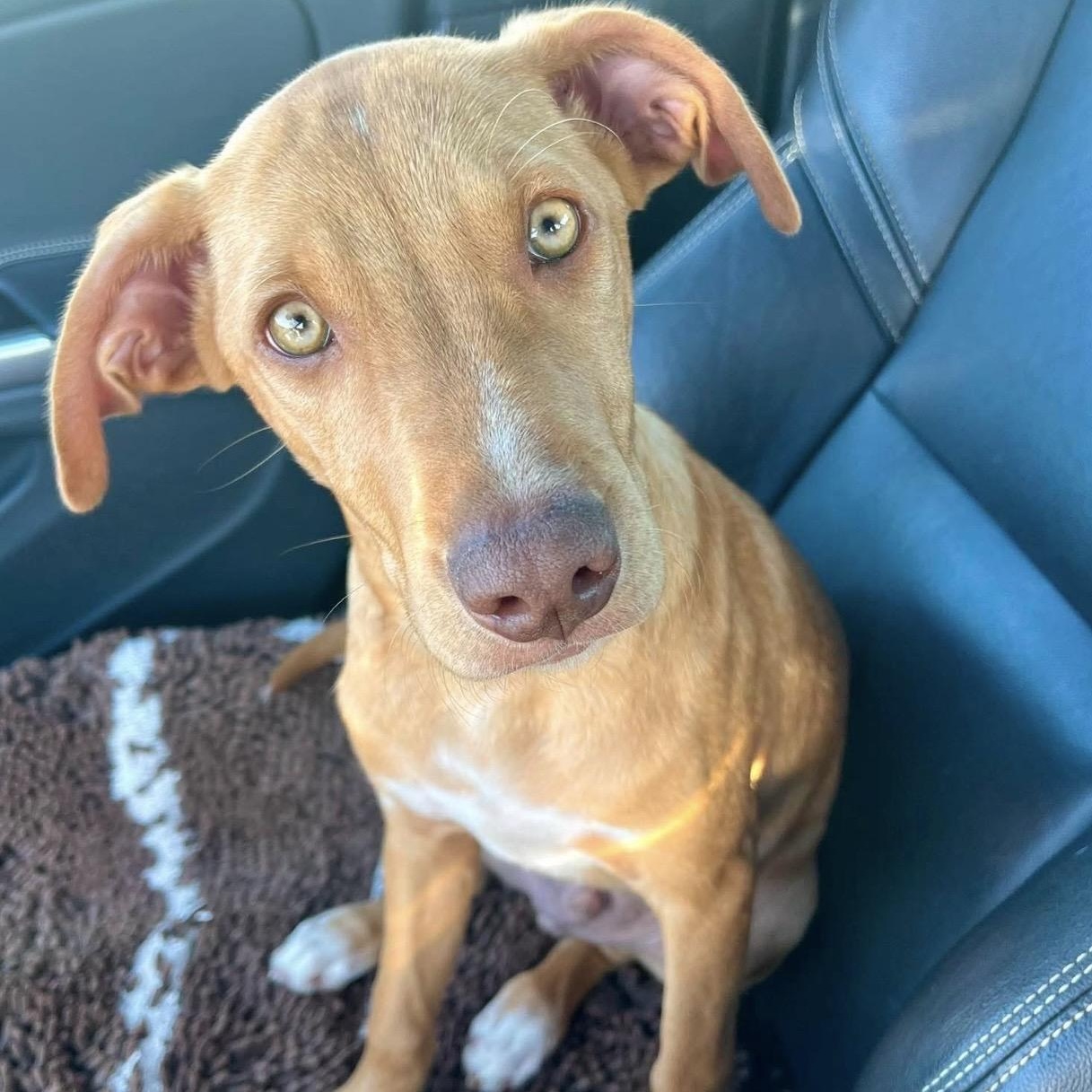 Enlarge Buckley, a Adoptable mixed breed in Pelham, NH image 5/6