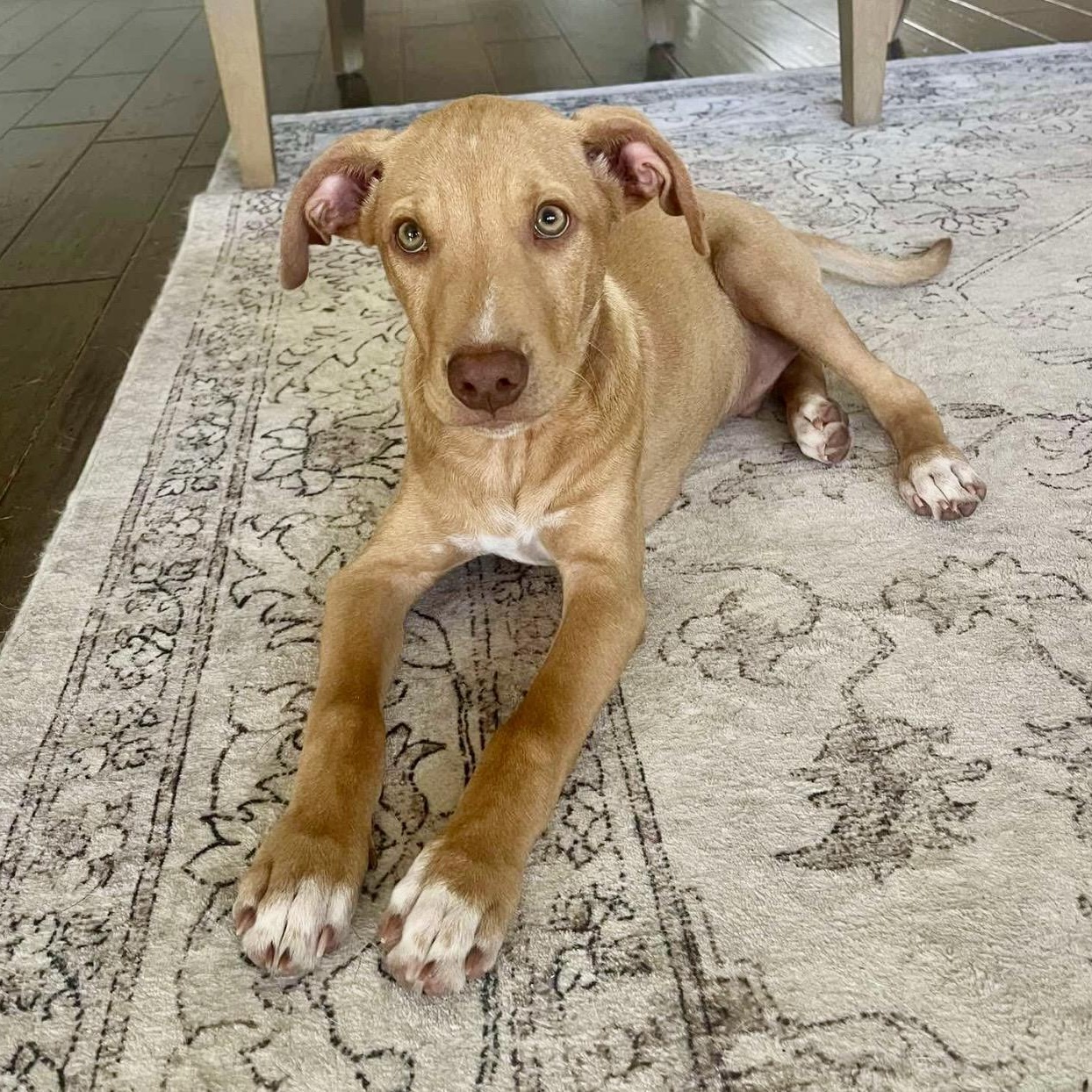 Buckley, Adoptable, Puppy Male Hound & Mixed Breed.