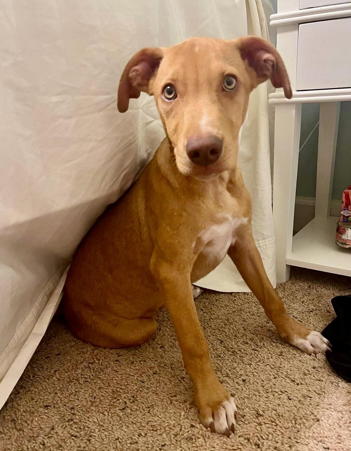 Enlarge Buckley, a Adoptable mixed breed in Pelham, NH image 6/6