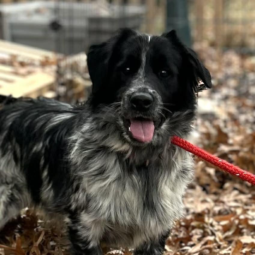 Crenshaw, a Adoptable mixed breed in Kansas City, MO image 1/3