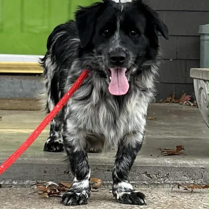 Crenshaw, a Adoptable mixed breed in Kansas City, MO image 2/3