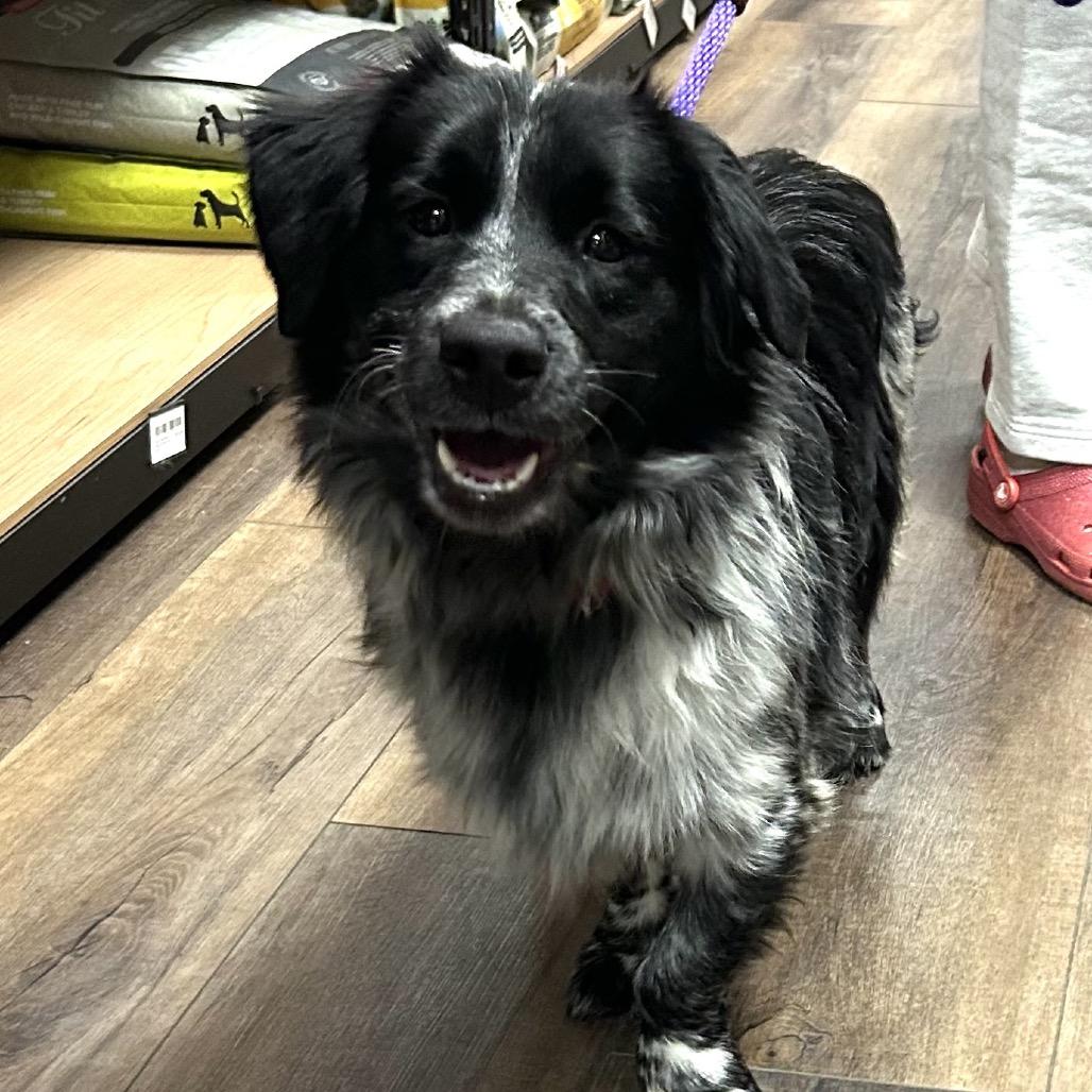 Crenshaw, a Adoptable mixed breed in Kansas City, MO image 3/3