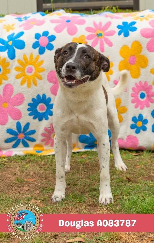 Douglas, Adoptable, Adult Male Border Collie.