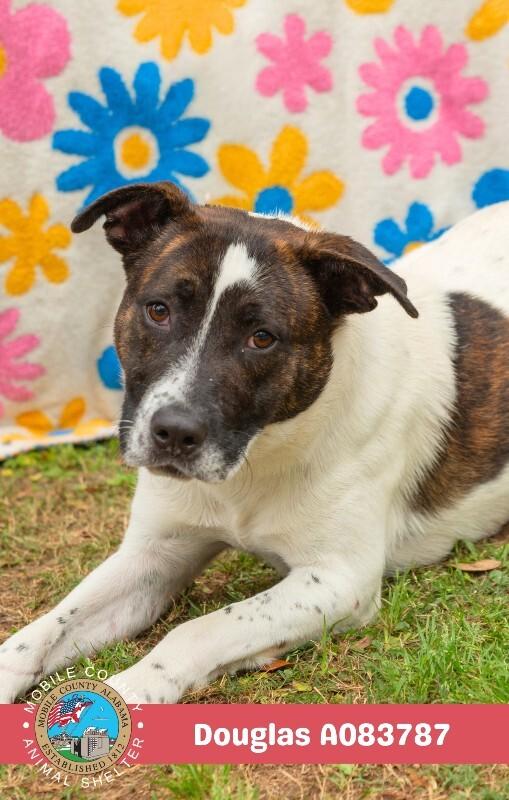 Douglas, a Adoptable Border Collie in Mobile, AL image 2/2