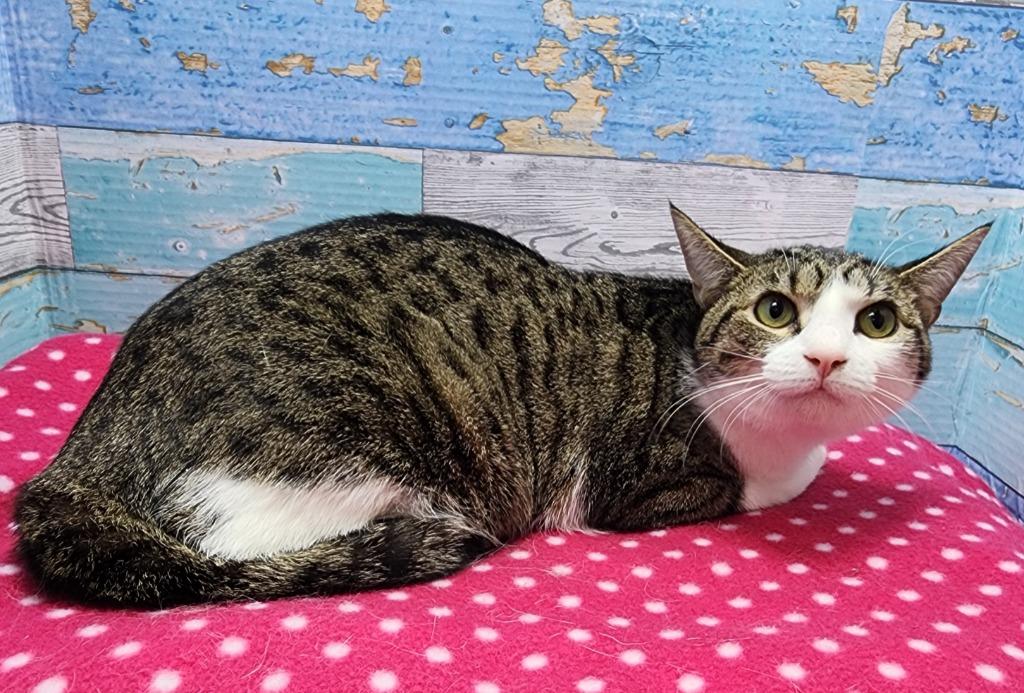 Vickie, Adoptable, Young Female Domestic Short Hair.