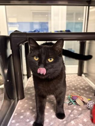 Murray, Adoptable, Adult Male Domestic Short Hair & Domestic Short Hair.