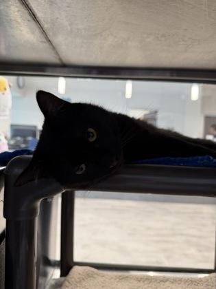 Enlarge Murray, a Adoptable mixed breed in Grapevine, TX image 3/6