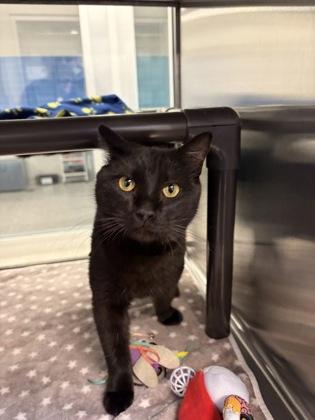 Enlarge Murray, a Adoptable mixed breed in Grapevine, TX image 5/6