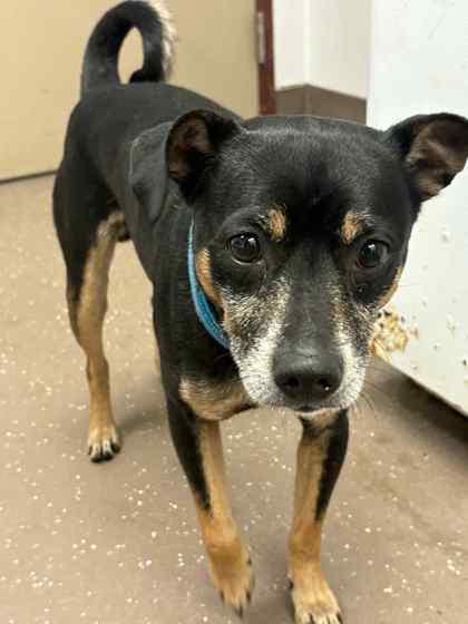 Jasper, Adoptable, Adult Male Mixed Breed & Mixed Breed.