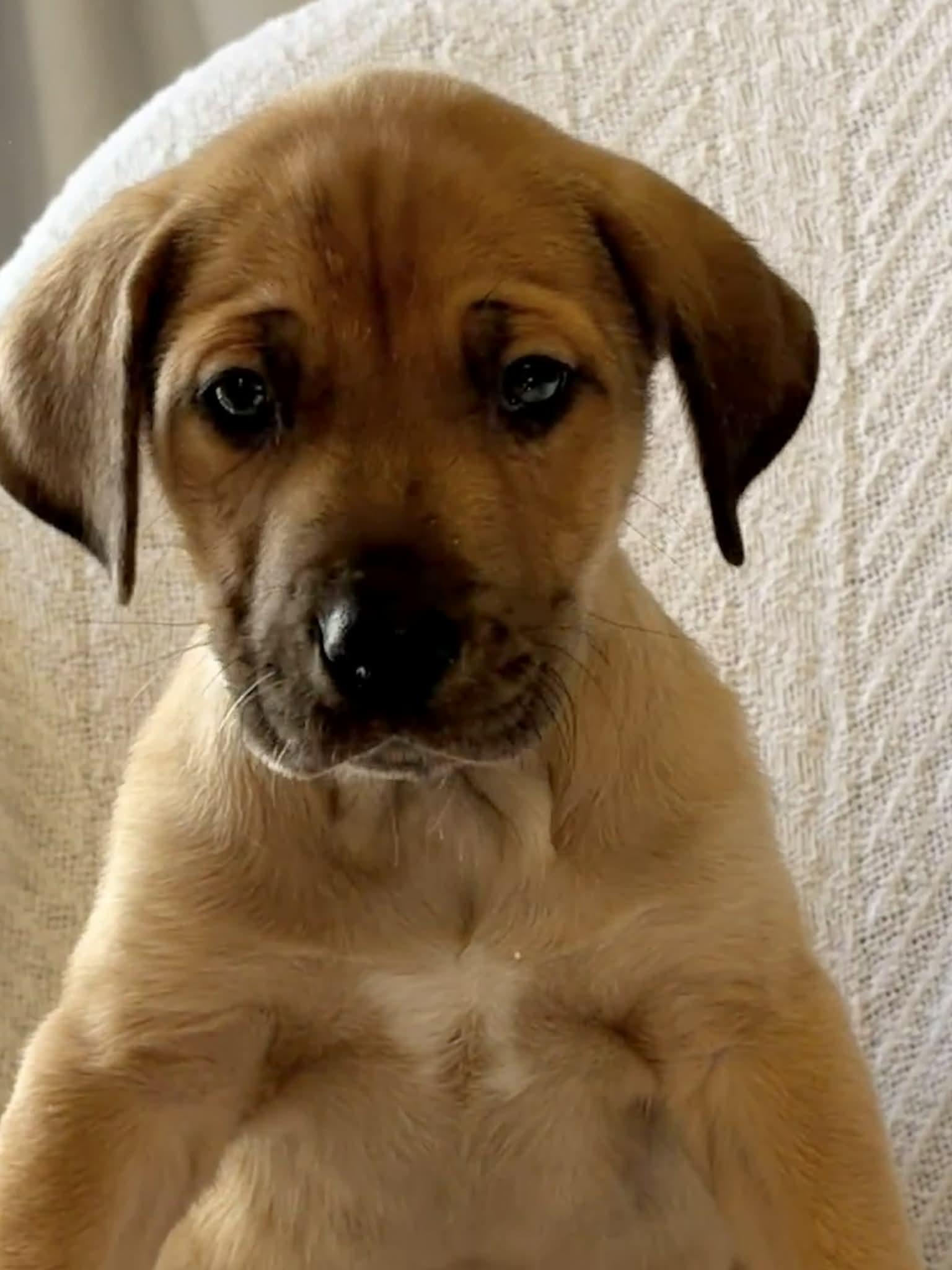 Enlarge Eddie the Shepherd Mix Puppy, a Adoptable mixed breed in Muskego, WI image 5/6