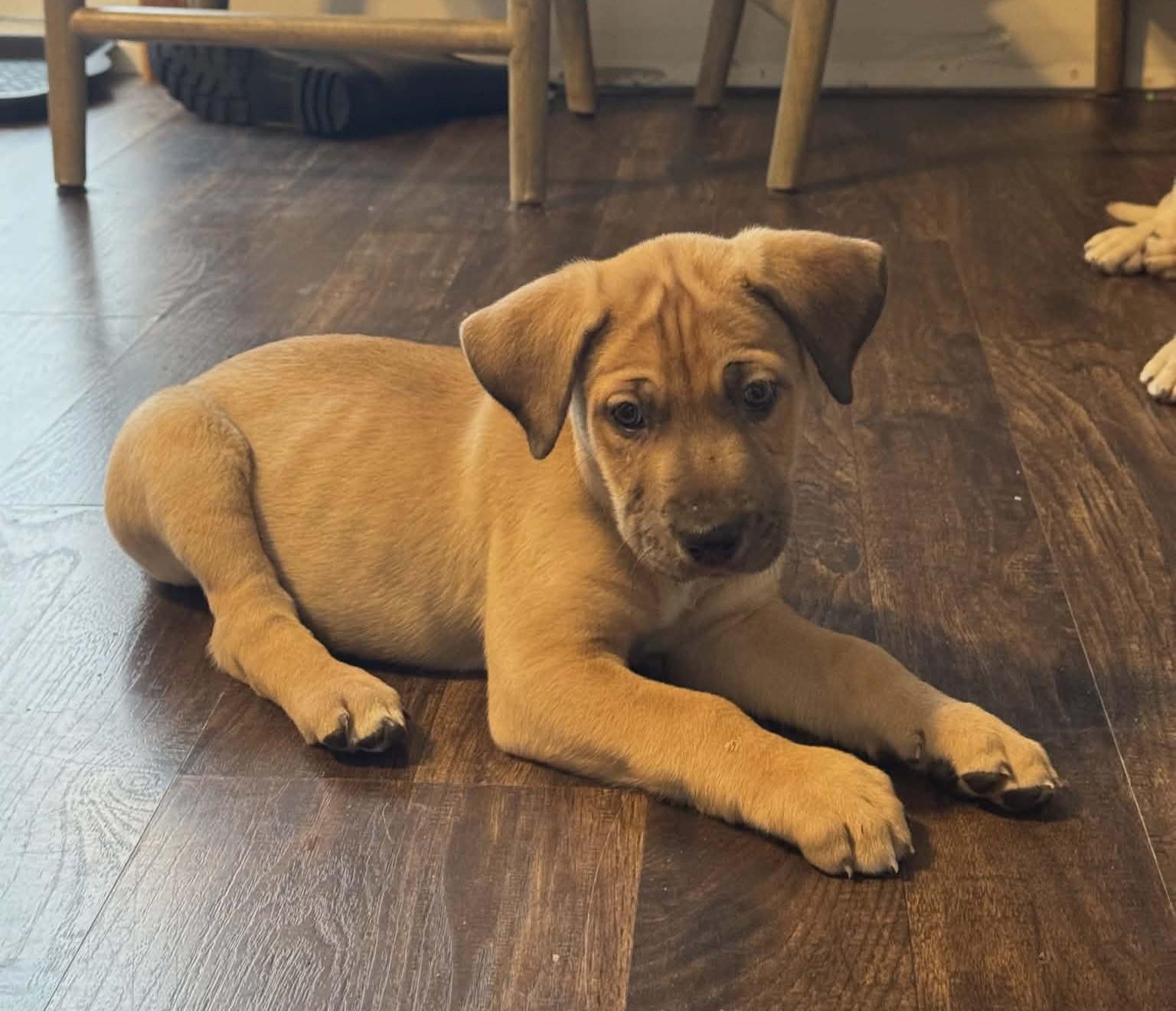 Eddie the Shepherd Mix Puppy, Adoptable, Puppy Male German Shepherd Dog & Labrador Retriever.
