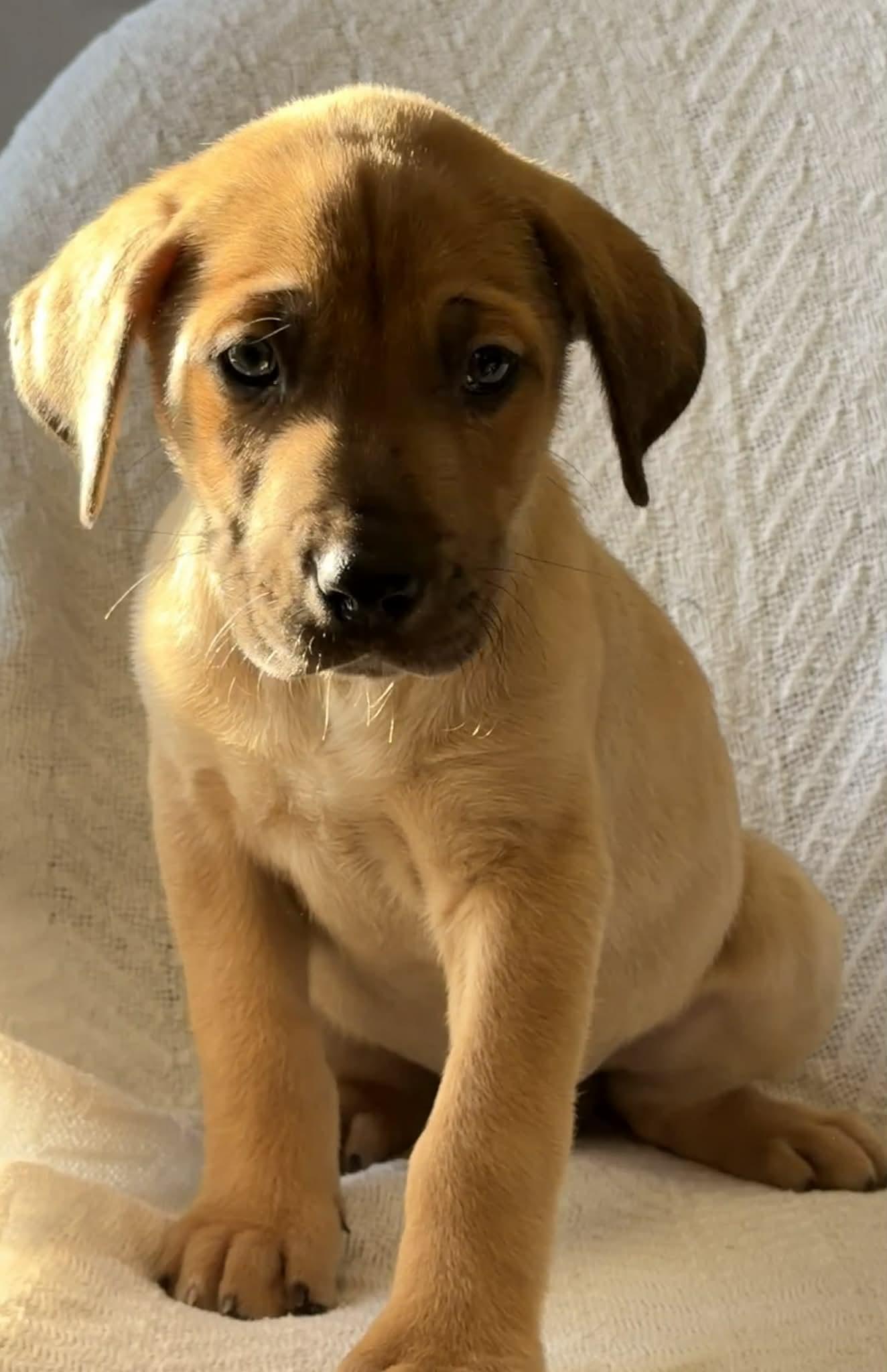 Enlarge Eddie the Shepherd Mix Puppy, a Adoptable mixed breed in Muskego, WI image 6/6