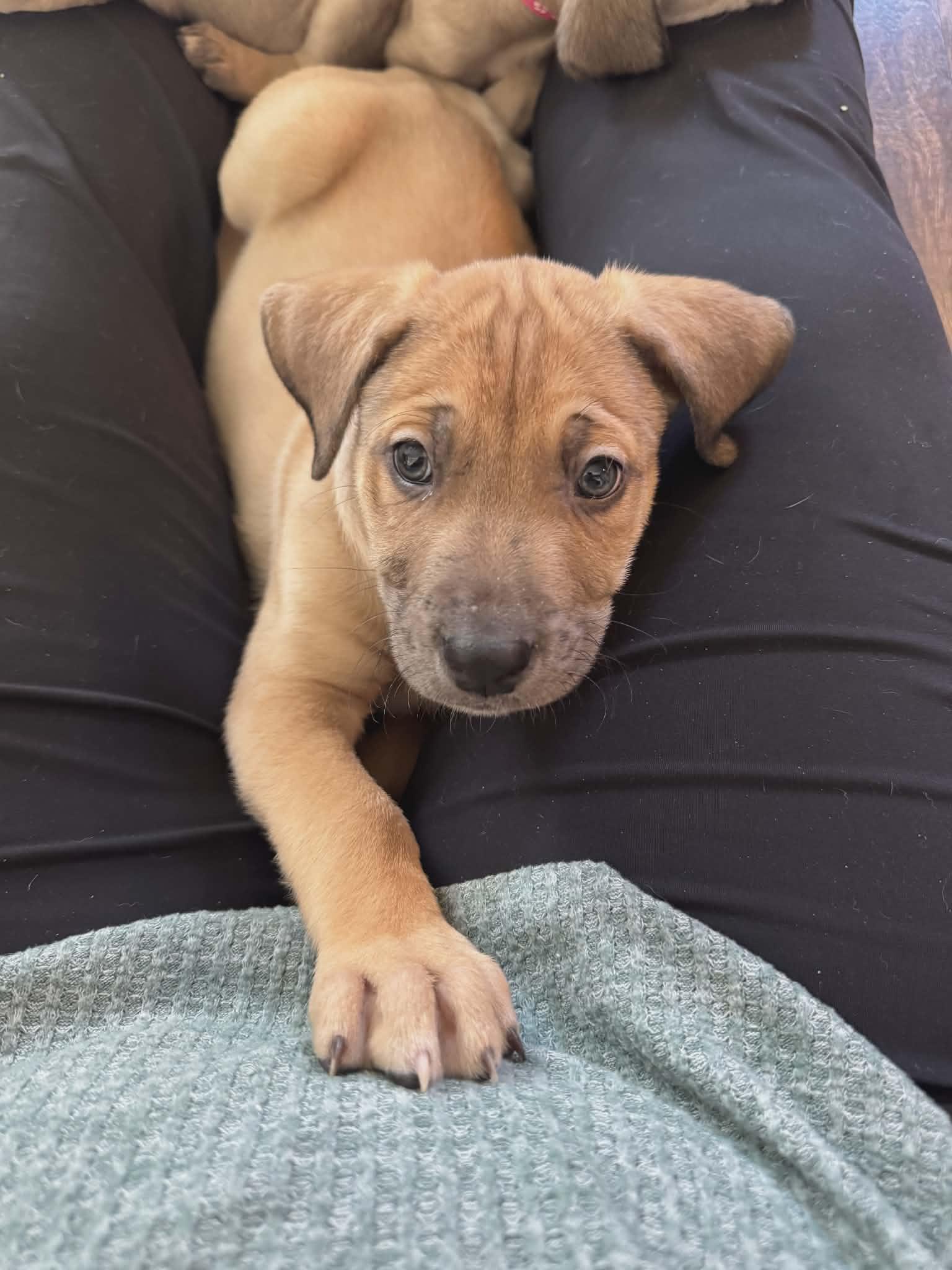 Enlarge Eddie the Shepherd Mix Puppy, a Adoptable mixed breed in Muskego, WI image 3/6