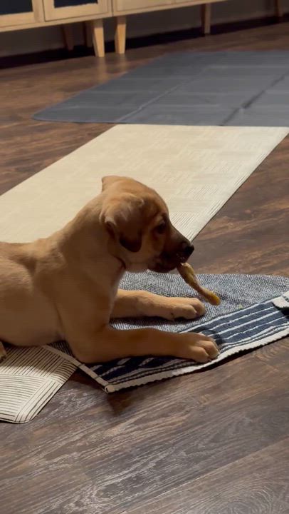 Enlarge Eddie the Shepherd Mix Puppy, a Adoptable mixed breed in Muskego, WI video 4/6